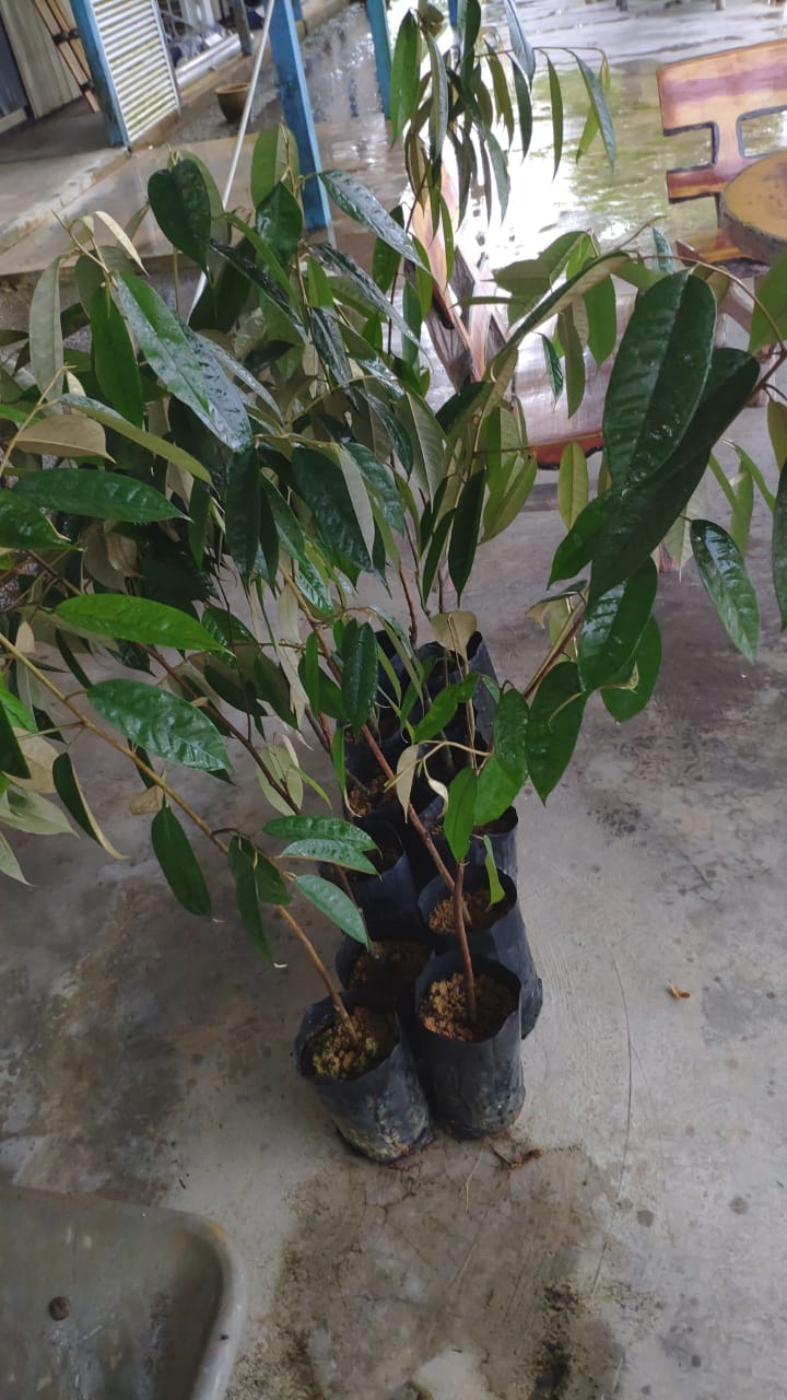 KURSUS DURIAN 